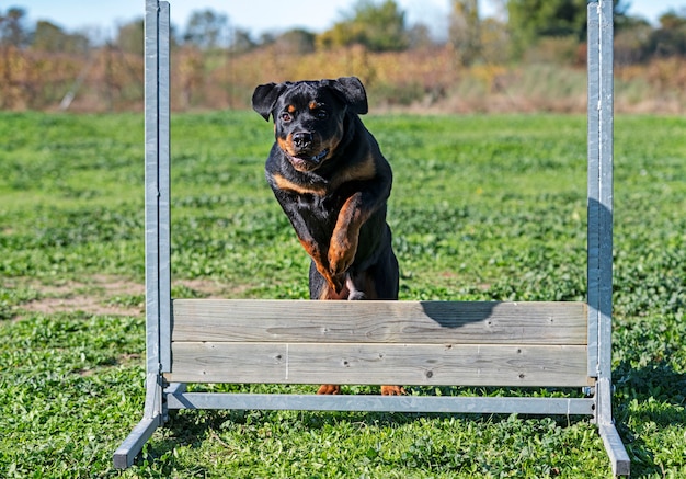 Young rottweiler training in the k9 with his owner