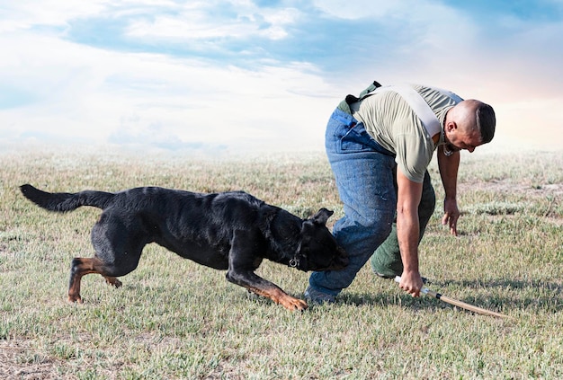 young rottweiler training in the nature for security