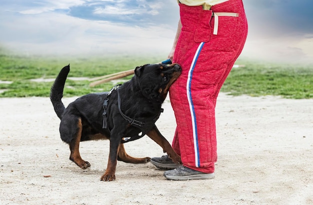 Young rottweiler training for protection sport and police