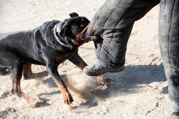 young rottweiler training for protection sport and police