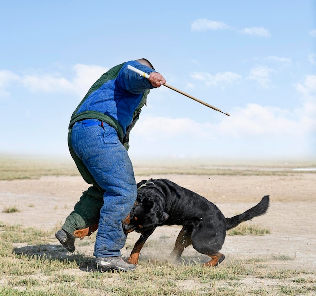 young rottweiler training for protection sport and police