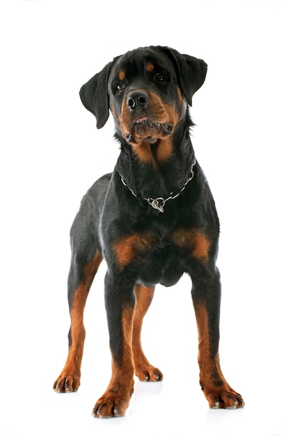 young rottweiler