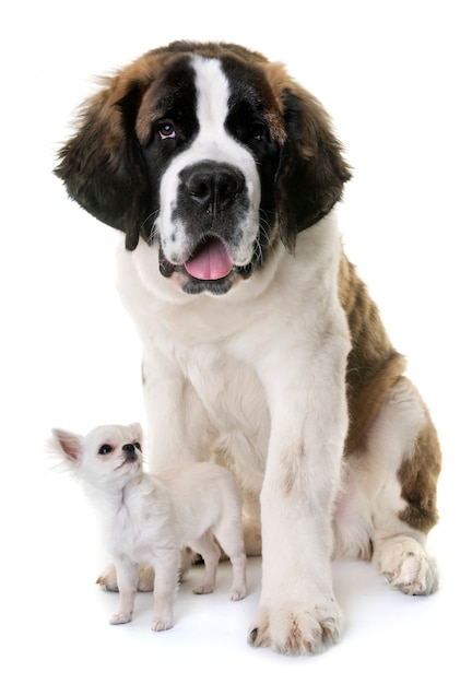 Young saint bernard and chihuahua