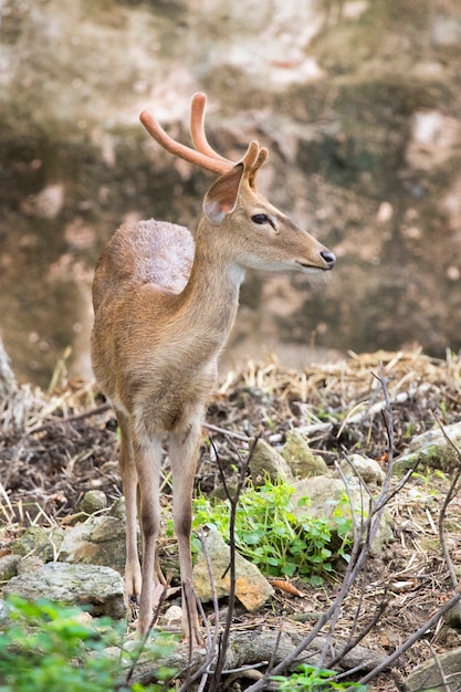 Photo young sambar deer.