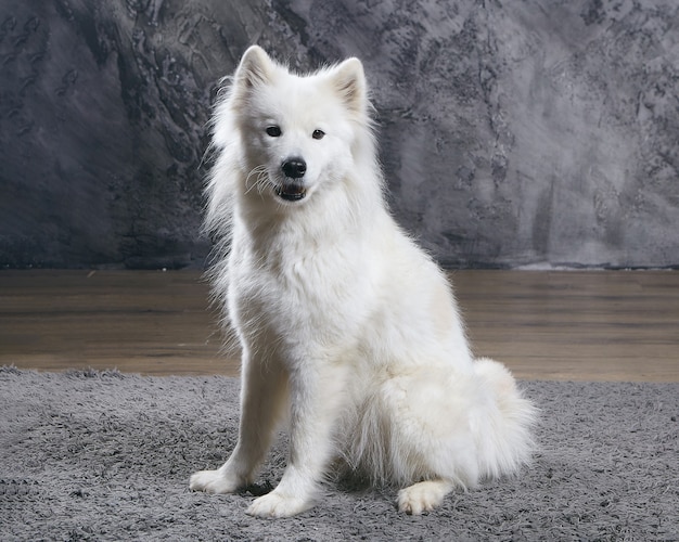 Young Samoyed posing sitting in the Studio