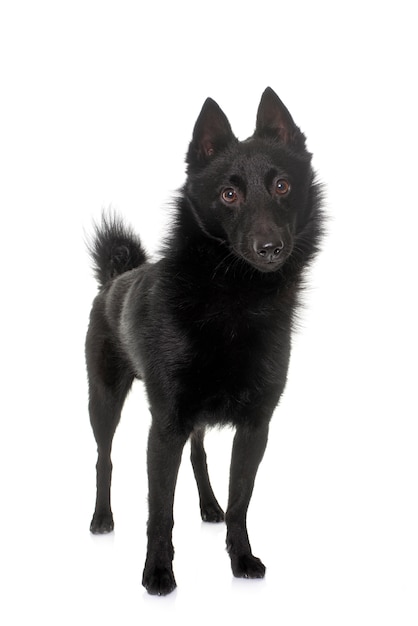 Giovane cane schipperke davanti a uno sfondo bianco