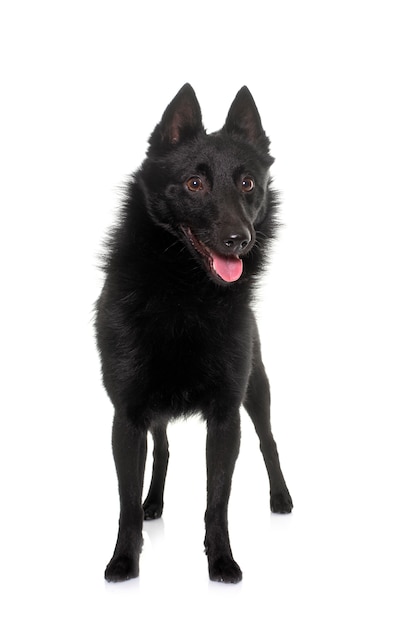 Young Schipperke dog in front of white