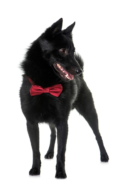 Young Schipperke dog in front of white