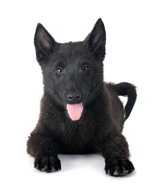 흰색 backgruond 앞 젊은 Schipperke