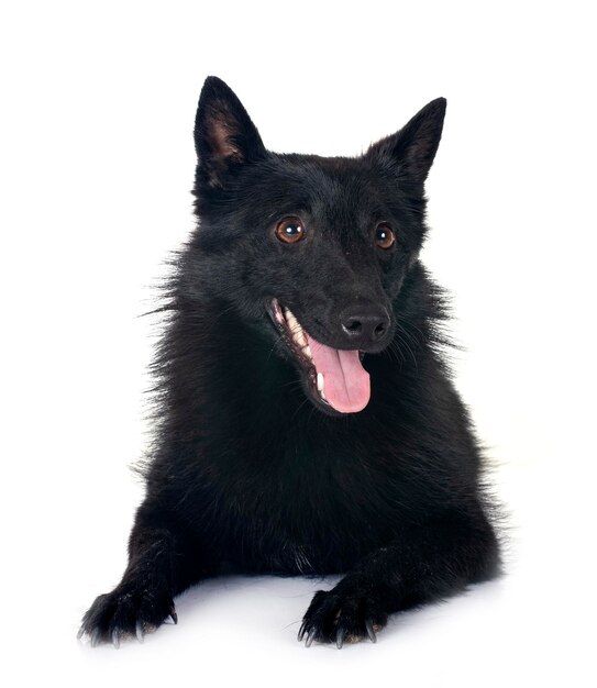 young Schipperke in front of white backgruond