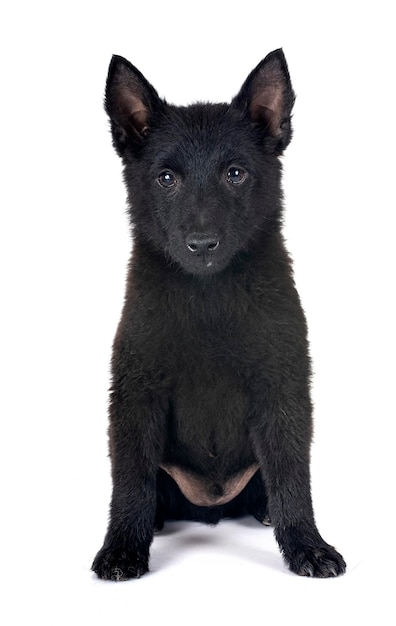 흰색 backgruond 앞 젊은 Schipperke