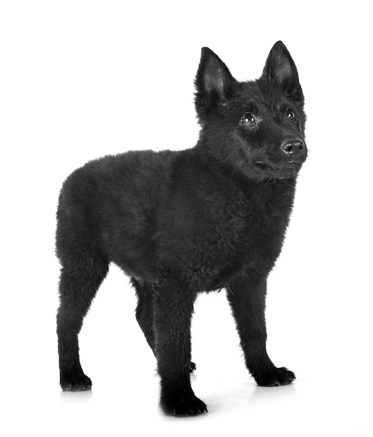 young Schipperke in front of white backgruond