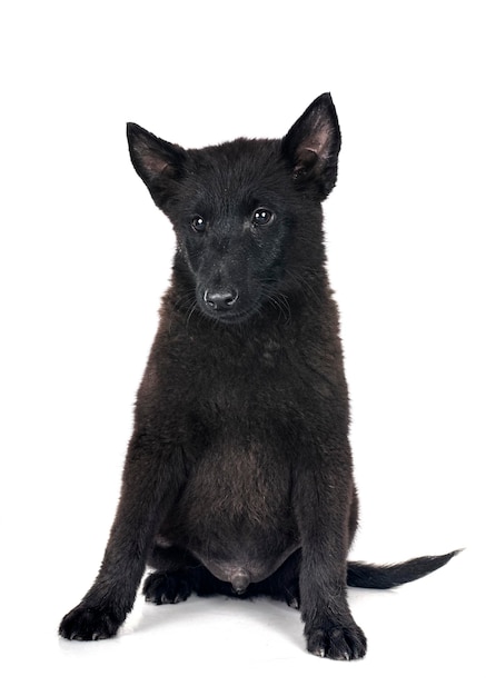 젊은 Schipperke 스튜디오에서