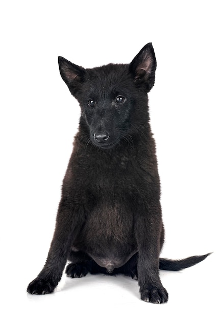 young Schipperke in studio