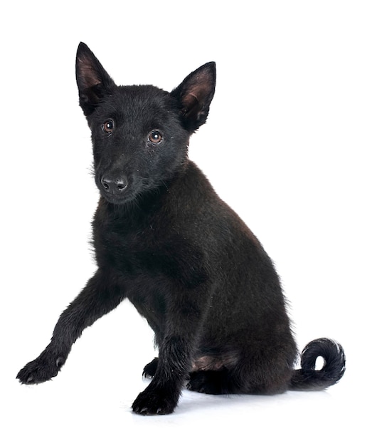 젊은 Schipperke 스튜디오에서