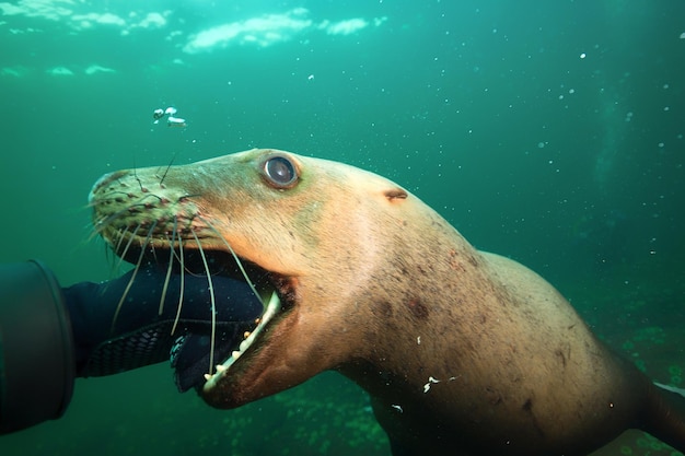 Молодой морской лев игриво кусает руку аквалангиста под водой