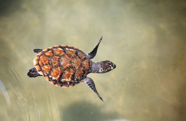 Young sea turtle swimming in nursery pool at breeding center.