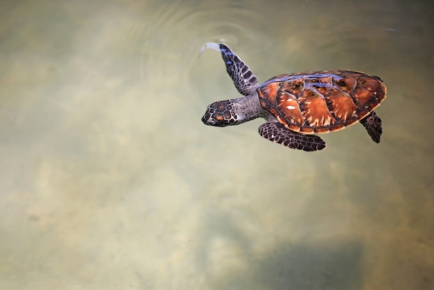 Young sea turtle swimming in nursery pool at breeding center.