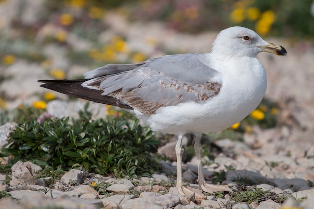 Young seagulls near the cliffs