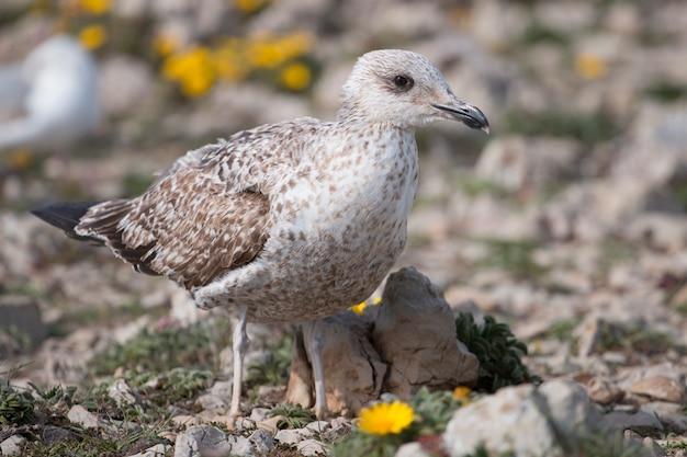 Young seagulls near the cliffs