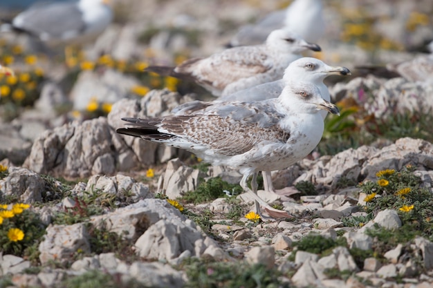 Young seagulls near the cliffs