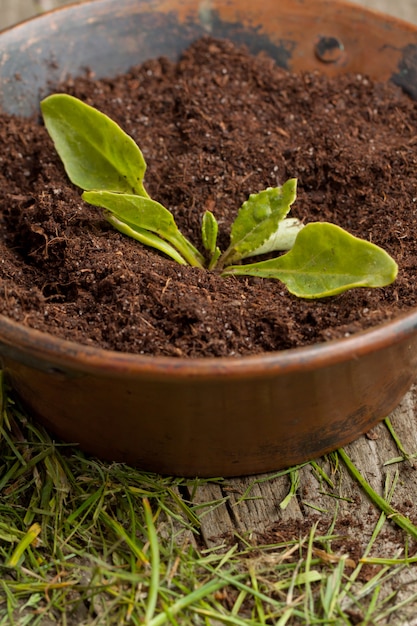 Young seedling growing in a soil