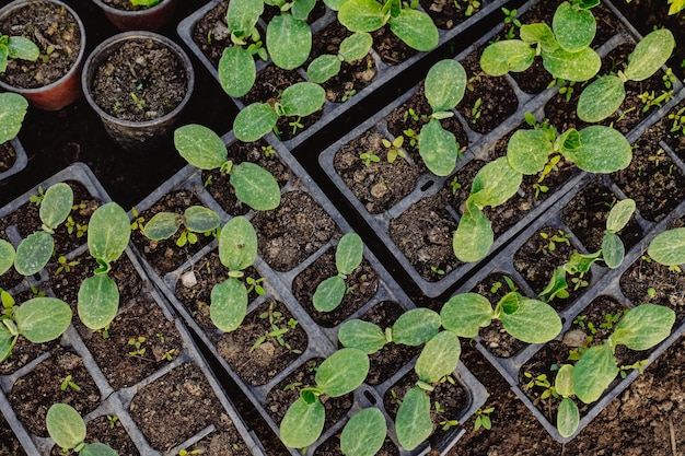 Young seedling stands in plastic pots cucumber plantation cultivation of cucumbers in greenhouse