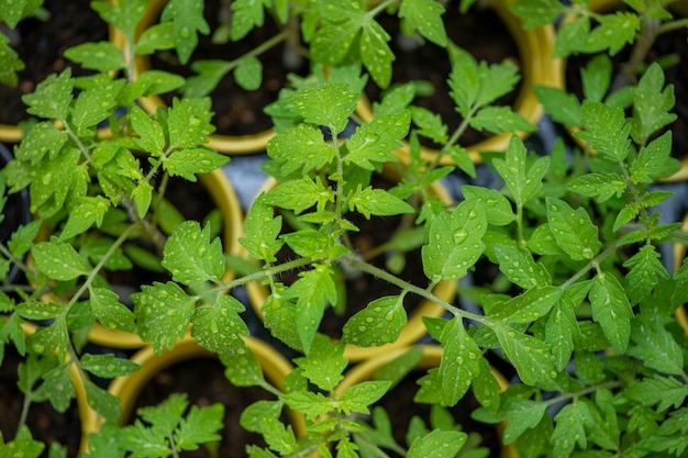 young seedling tomato in multi-colored pots on a natural green background, top view