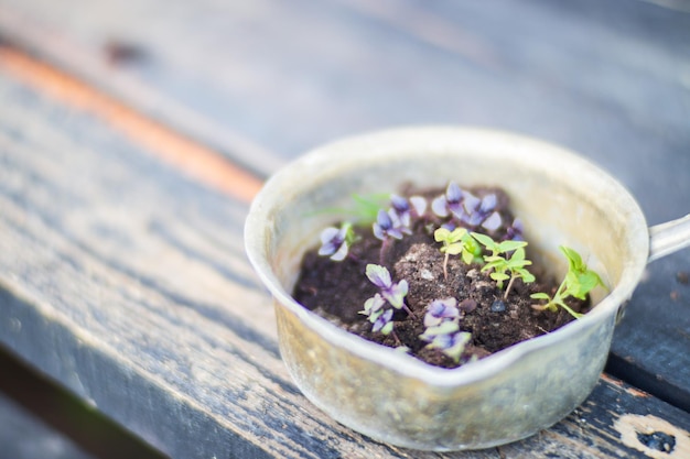 農場に植える準備ができている農業植物の若い苗 ガーデニングのコンセプト プランテーションでの農作業