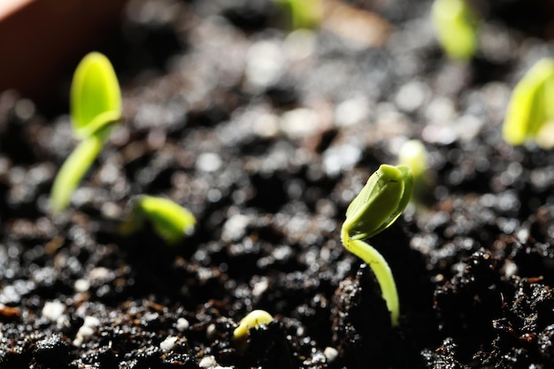 Photo young seedlings growing in fertile soil closeup