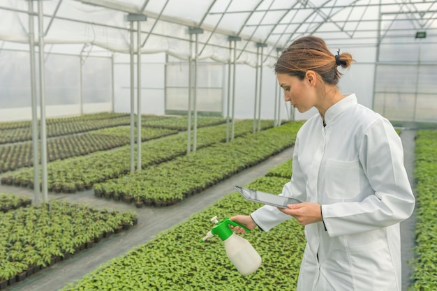 Young seedlings growing in greenhouse. Young woman Watering seedlings in greenhouse with a spray gun.