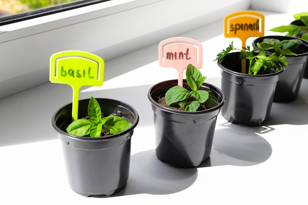 Young seedlings of mint basil spinach growing in a seedling pot on the windowsill in the house