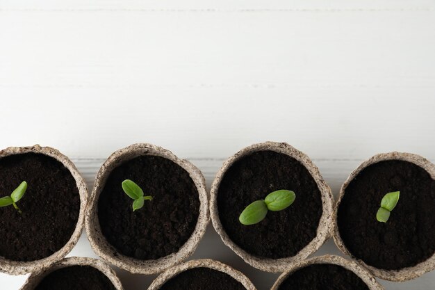 Young seedlings in peat pots on white wooden table flat lay Space for text