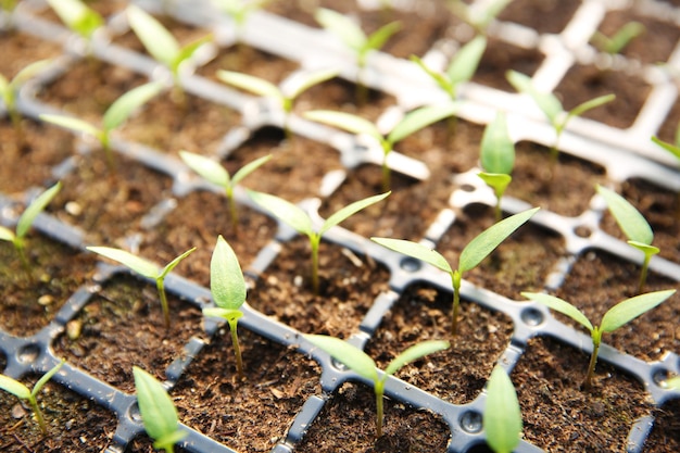 Young seedlings plants in a black tray