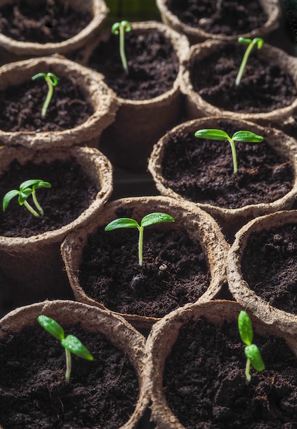 Young seedlings of seeds. Young seedlings of plants, tomatoes and peppers in peat pots.