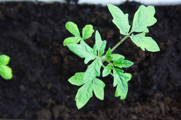 Photo young seedlings of tomato on a natural