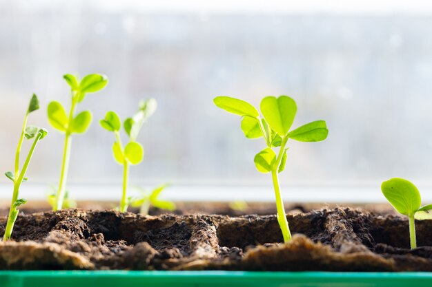 Photo young seedlings in tray on window sill pea seedling in greenhouse.