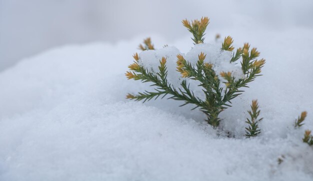 外の雪の中の若いセコイアの木の苗木