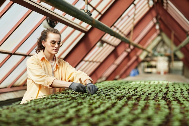 Foto giovane lavoratore serio di una serra moderna con attrezzi da giardino che ripianta le piantine verdi mentre ne estrae una dal piccolo vaso