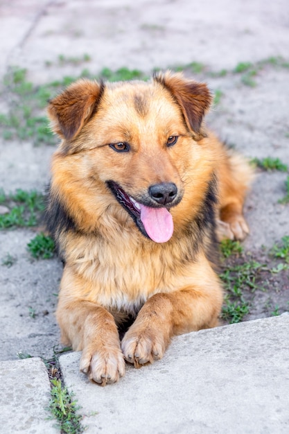 口を開けた若い毛むくじゃらの犬が地面に座っています