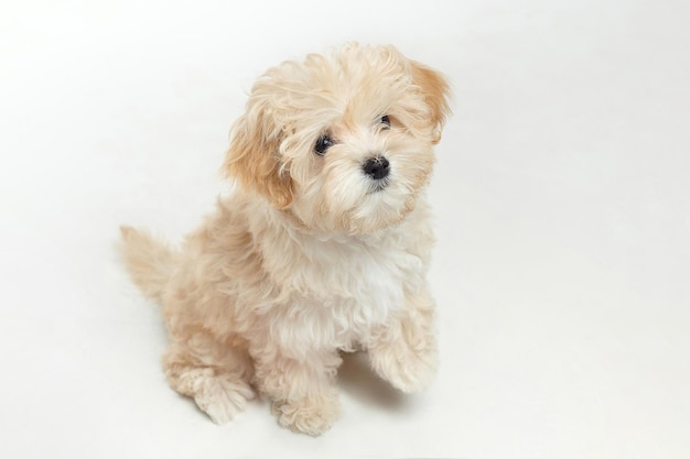 Young shaggy puppy maltipu sits in the studio on a white background