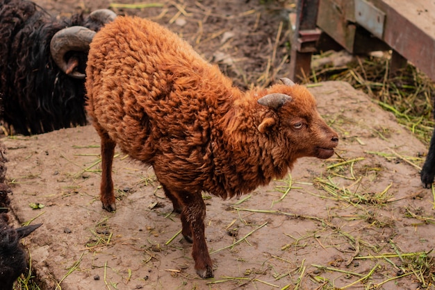 Young sheep of brown color on the farmyard 