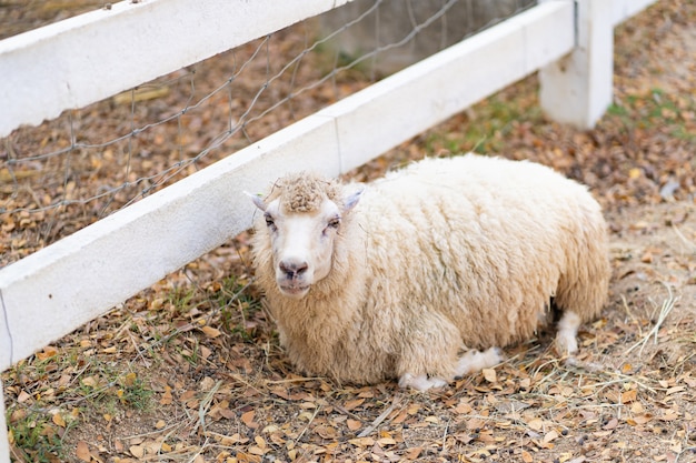 Giovani pecore in un'azienda agricola fuori in inverno