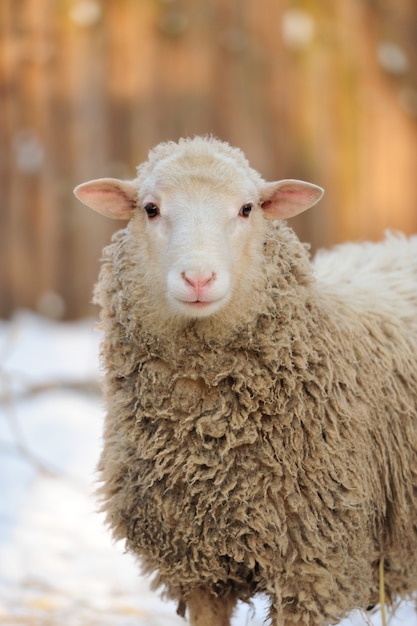 Молодые овцы в зимний день