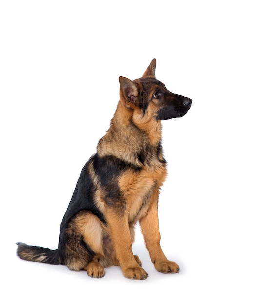 Young Shepherd puppy on a white background