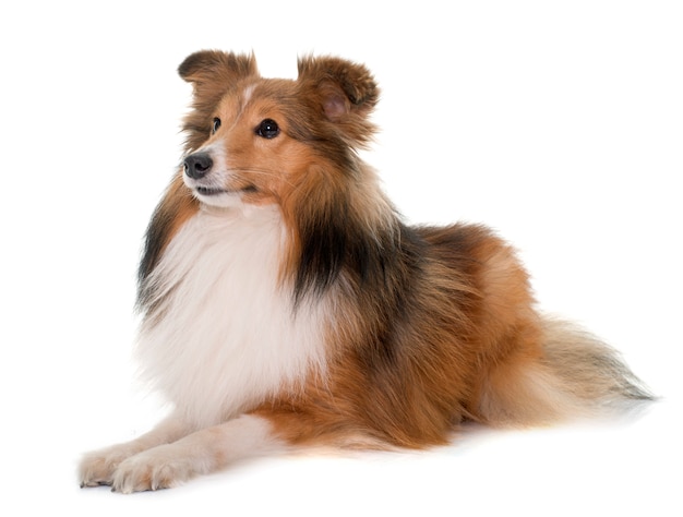 young shetland dog