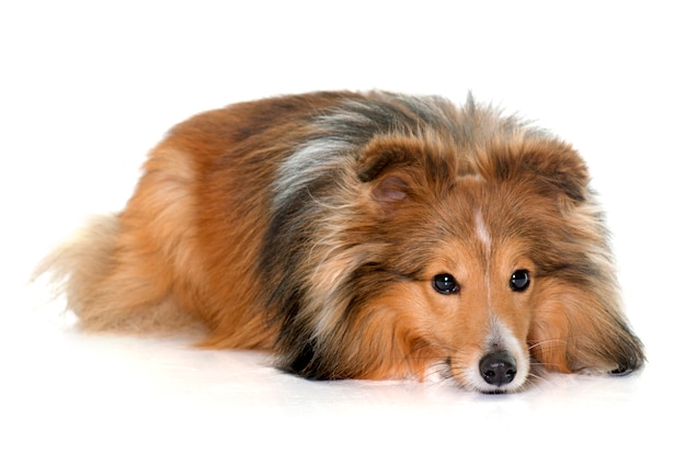 young shetland dog