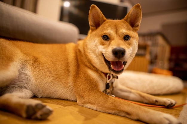 젊은 Shiba Inu는 카메라를 보고 웃고 있는 일본 개의 초상화를 클로즈업합니다.