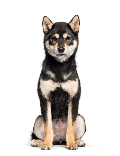 Young Shiba Inu sitting against white background