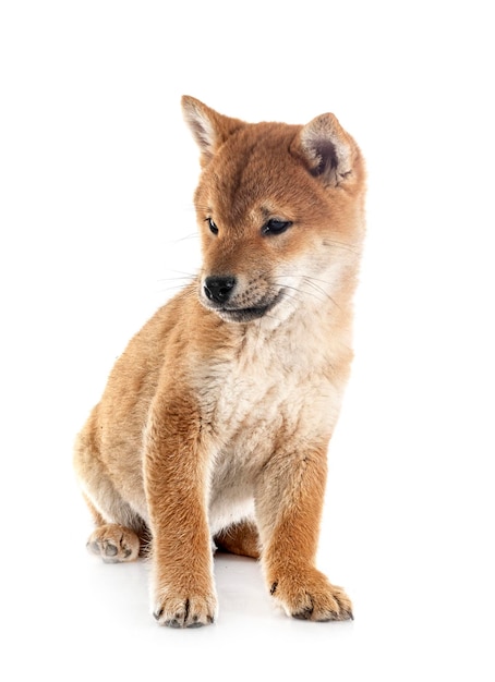 Young shiba inu in studio